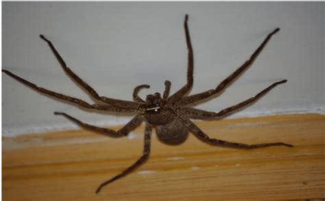 家裡很多蜘蛛 陰莖長黑點
